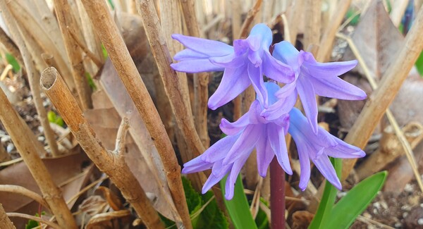 순천만 국가정원에 찾아온 봄의 전령들