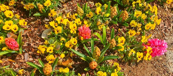 순천만 국가정원에 찾아온 봄의 전령들