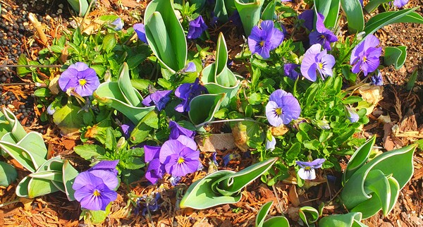 순천만 국가정원에 찾아온 봄의 전령들