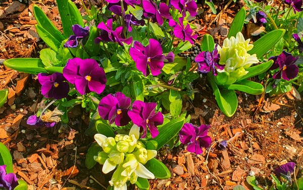 순천만 국가정원에 찾아온 봄의 전령들