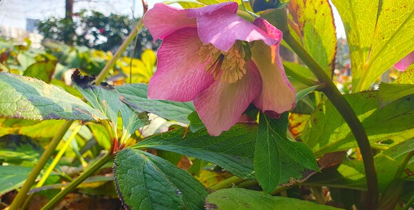 순천만 국가정원에 찾아온  봄의 전령들