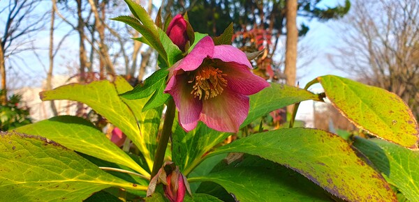순천만 국가정원에 찾아온  봄의 전령들
