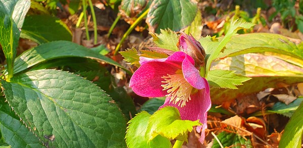 순천만 국가정원에 찾아온  봄의 전령들