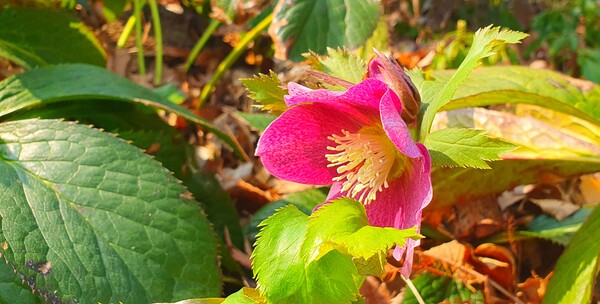 순천만 국가정원에 찾아온  봄의 전령들