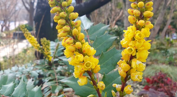 순천만 국가정원에 찾아온  봄의 전령들