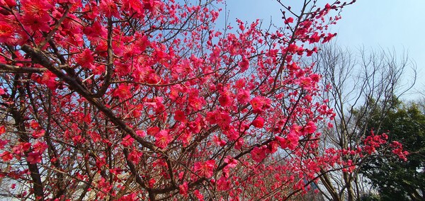 순천만 국가정원에 찾아온  봄의 전령들