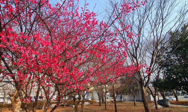 순천만 국가정원에 찾아온  봄의 전령들