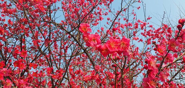 순천만 국가정원에 찾아온  봄의 전령들