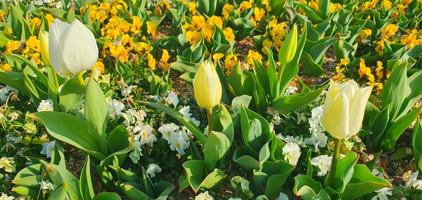 순천만 국가정원에 찾아온  봄의 전령들