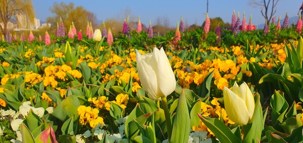 순천만 국가정원에 찾아온  봄의 전령들