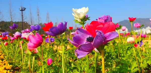 순천만국가정원에 찾아온 봄의 전령들