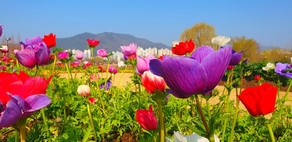 순천만국가정원에 찾아온 봄의 전령들