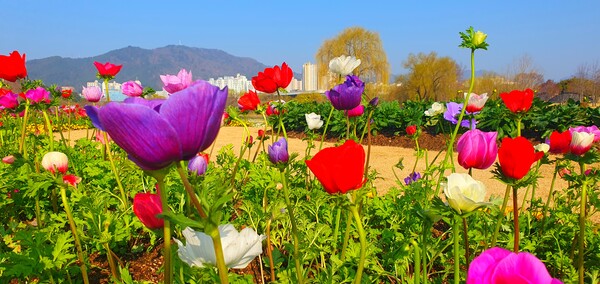 순천만국가정원에 찾아온 봄의 전령들