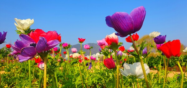 순천만국가정원에 찾아온 봄의 전령들