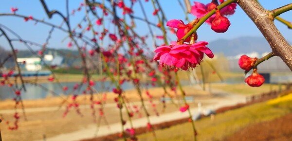 순천만국가정원에 찾아온 봄의 전령들