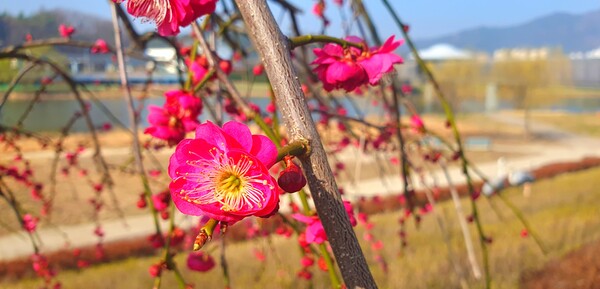 순천만국가정원에 찾아온 봄의 전령들