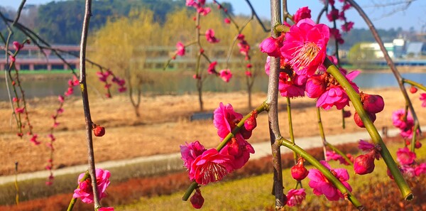 순천만국가정원에 찾아온 봄의 전령들