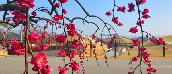 순천만국가정원에 찾아온 봄의 전령들