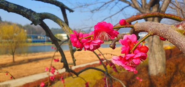 순천만국가정원에 찾아온 봄의 전령들