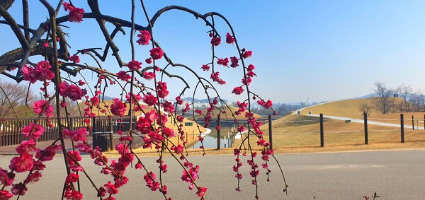 순천만국가정원에 찾아온 봄의 전령들