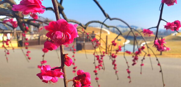 순천만국가정원에 찾아온 봄의 전령들