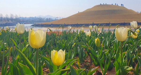 순천만 국가정원에 찾아온 봄의 전령들