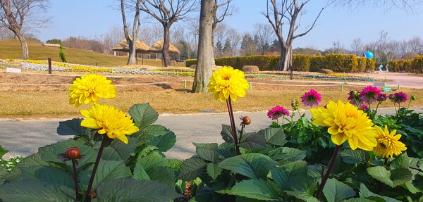 순천만 국가정원에 찾아온 봄의 전령들