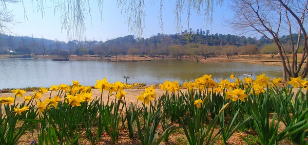 순천만 국가정원에 찾아온 봄의 전령들