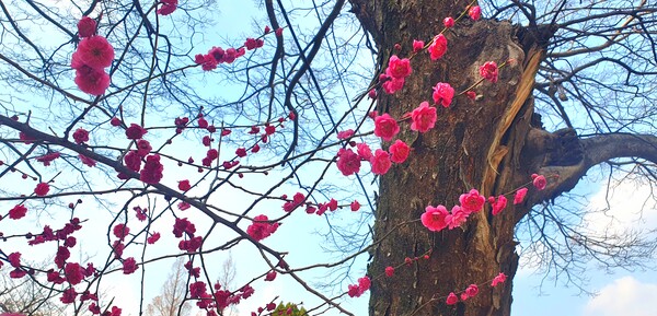 순천만 국가정원에 찾아온 봄의 전령들