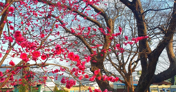 순천만 국가정원에 찾아온 봄의 전령들