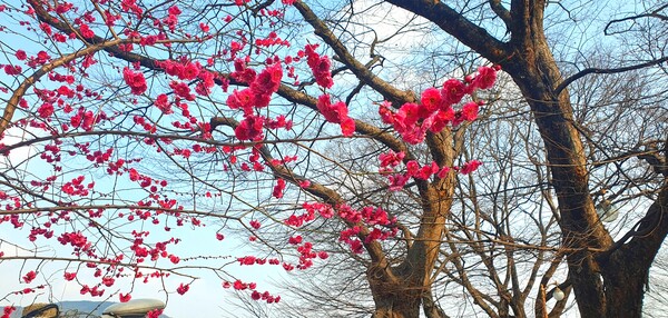 순천만 국가정원에 찾아온 봄의 전령들