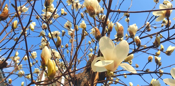 순천만 국가정원에 찾아온 봄의 전령들