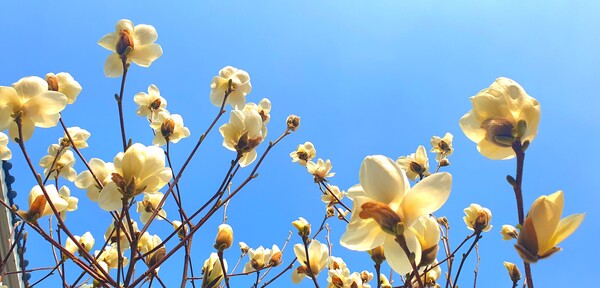 순천만 국가정원에 찾아온 봄의 전령들