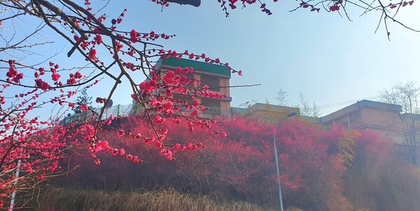 순천만 국가정원에 찾아온 봄의 전령들
