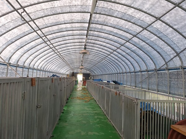 비닐하우스로 설치된 광양시 유기동물 임시보호시설 내부. [조용호 기자]