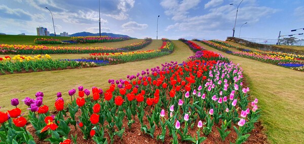 순천만국가정원이 형형색색의 튤립으로 가득 찼습니다.