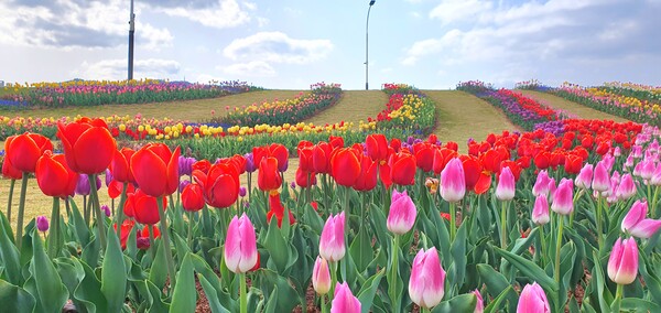 순천만국가정원이 형형색색의 튤립으로 가득 찼습니다.