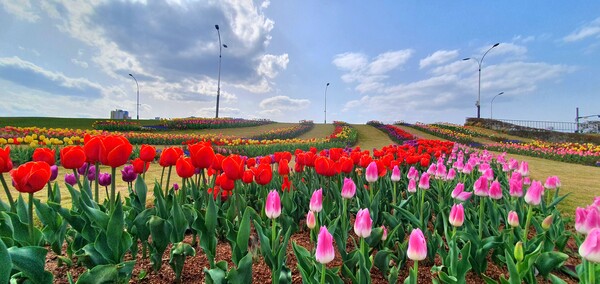 순천만국가정원이 형형색색의 튤립으로 가득 찼습니다.