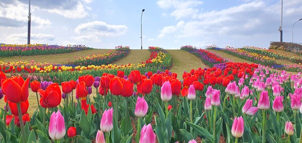 순천만국가정원이 형형색색의 튤립으로 가득 찼습니다.