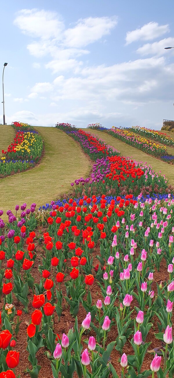 순천만국가정원이 형형색색의 튤립으로 가득 찼습니다.