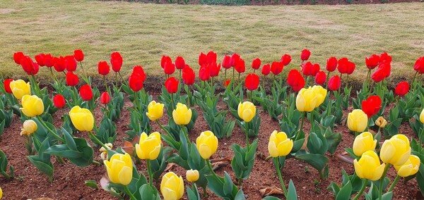 순천만국가정원이 형형색색의 튤립으로 가득 찼습니다.