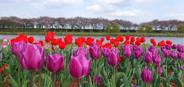 순천만국가정원이 형형색색의 튤립으로 가득 찼습니다.
