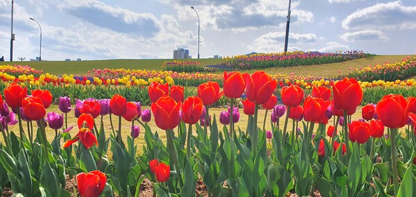 순천만국가정원이 형형색색의 튤립으로 가득 찼습니다.