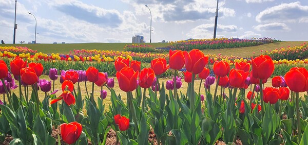 순천만국가정원이 형형색색의 튤립으로 가득 찼습니다.