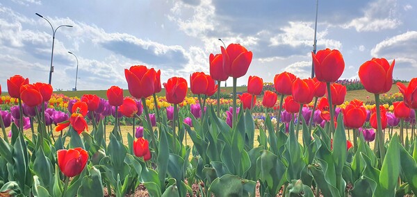 순천만국가정원이 형형색색의 튤립으로 가득 찼습니다.