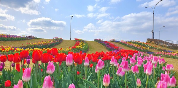 순천만국가정원이 형형색색의 튤립으로 가득 찼습니다.