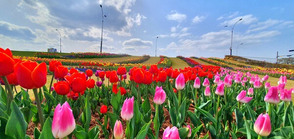 순천만국가정원이 형형색색의 튤립으로 가득 찼습니다.