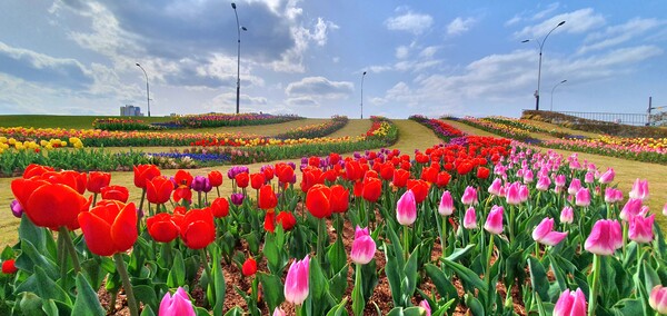 순천만국가정원이 형형색색의 튤립으로 가득 찼습니다.