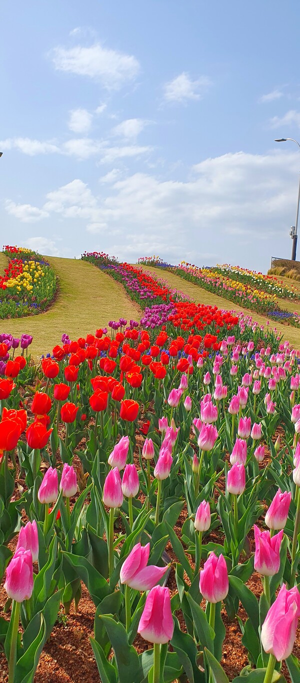 순천만국가정원이 형형색색의 튤립으로 가득 찼습니다.