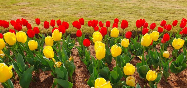 순천만국가정원이 형형색색의 튤립으로 가득 찼습니다.